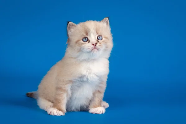 Punto di colore siberiano gattino su sfondo blu — Foto Stock