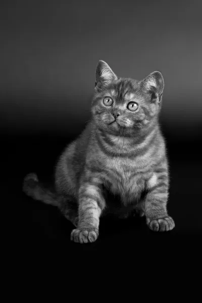 Negro humo británico gatito en negro fondo —  Fotos de Stock