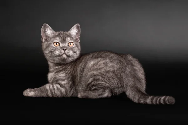 黒の背景に黒い煙イギリス子猫 — ストック写真