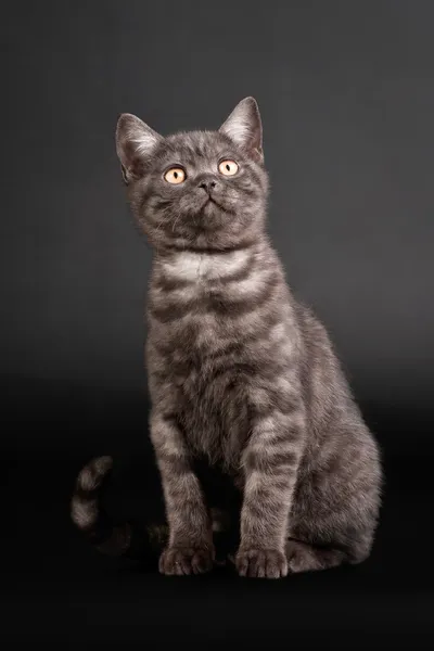黒の背景に黒い煙イギリス子猫 — ストック写真