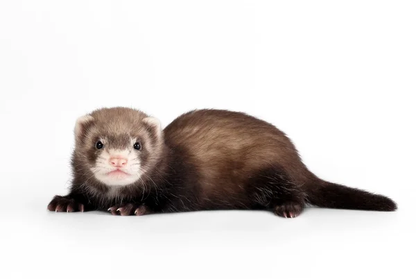 Polecat bebê no fundo branco — Fotografia de Stock