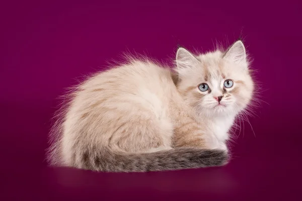 Liten färg punkt siberian kattunge på mörk lila bakgrund — Stockfoto