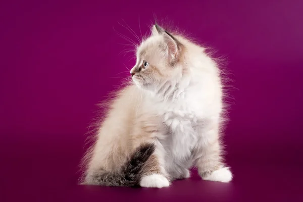 Kleine kleur punt Siberische kitten op donkere paarse achtergrond — Stockfoto