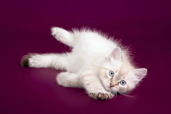 Petit point de couleur chaton sibérien sur fond violet foncé — Photo