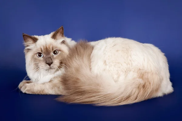 Joven punto de color siberiano gato sobre fondo azul oscuro — Foto de Stock