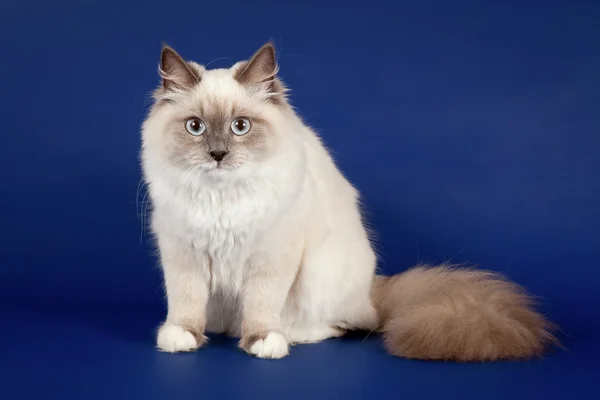 Junge Farbe point sibirische Katze auf dunkelblauem Hintergrund — Stockfoto