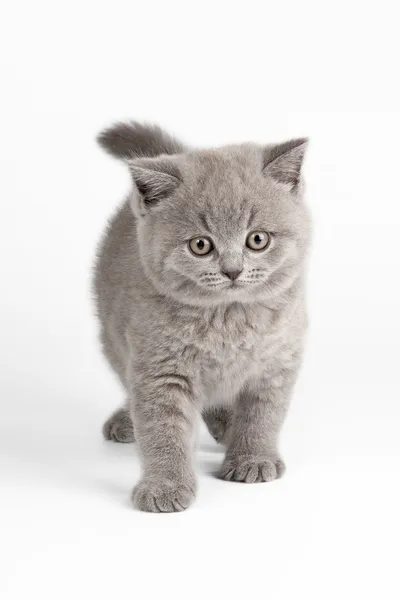 Kis brit cica, fehér háttér — Stock Fotó