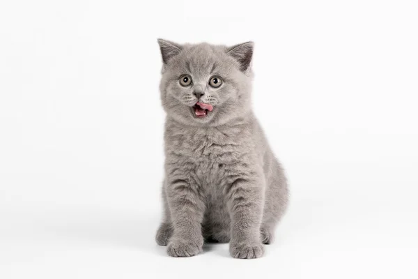 Petit chaton britannique sur fond blanc — Photo