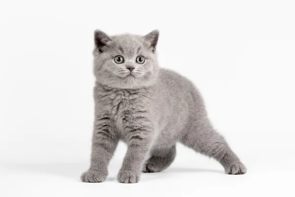 Маленький британский котенок на белом фоне — стоковое фото