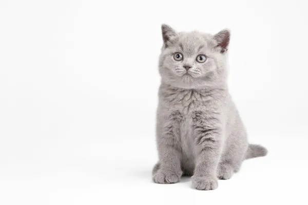 Small british kitten on white background — Stock Photo, Image