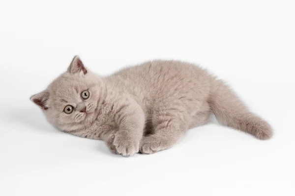 Petit chaton britannique sur fond blanc — Photo