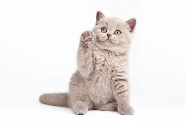 Pequeno gatinho britânico no fundo branco — Fotografia de Stock