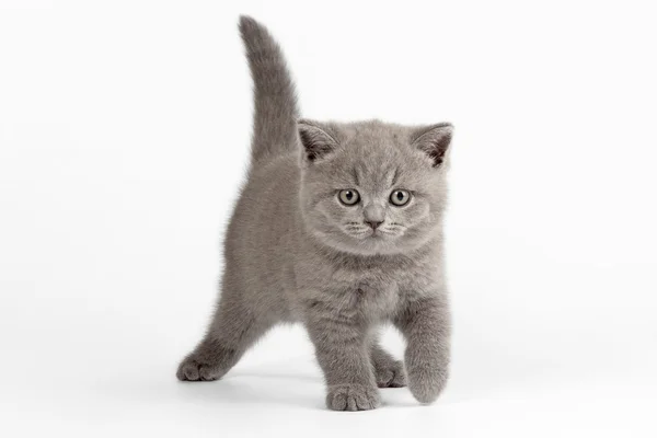 Small british kitten on white background — Stock Photo, Image