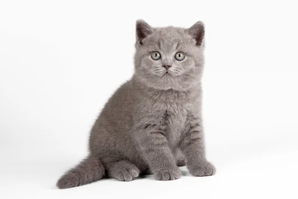 Small british kitten on white background — Stock Photo, Image