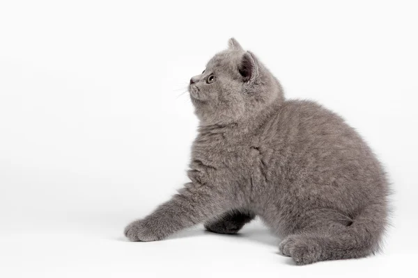 Small british kitten on white background — Stock Photo, Image