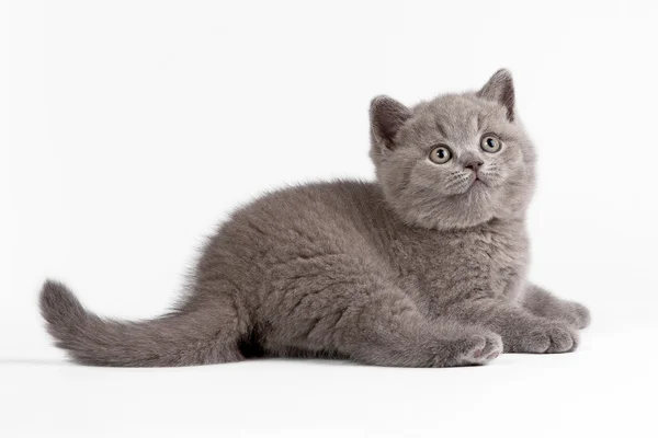 Kleines britisches Kätzchen auf weißem Hintergrund — Stockfoto
