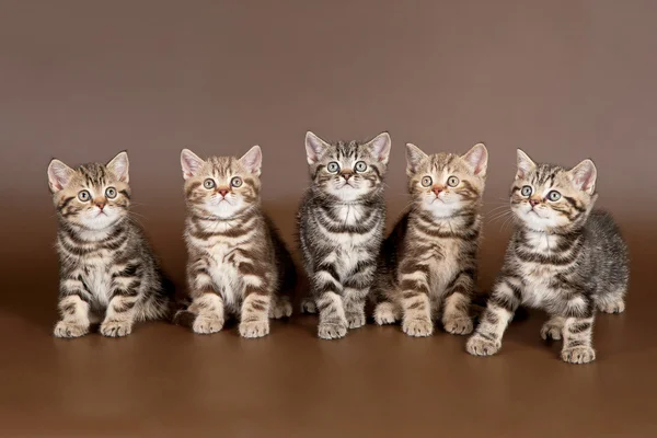 Several british kittens on brown background — Stock Photo, Image