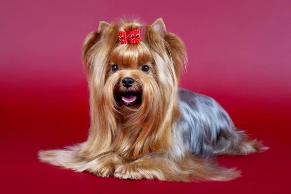 Young Yorkie on dark red background — Stock Photo, Image