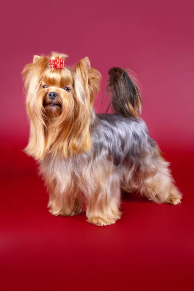 Jeune Yorkie sur fond rouge foncé — Photo