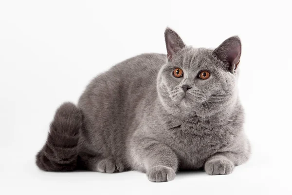Blaue britische Katze auf weißem Hintergrund — Stockfoto