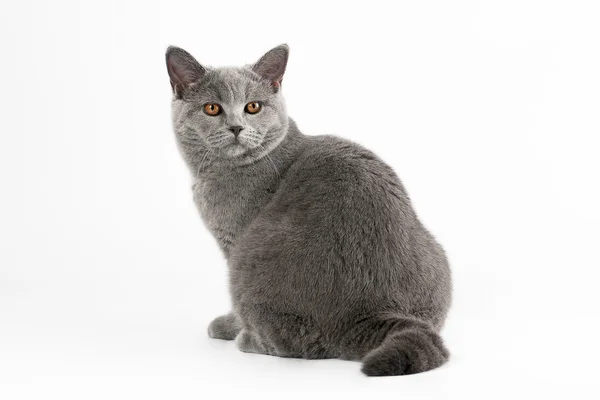 Blaue britische Katze auf weißem Hintergrund — Stockfoto