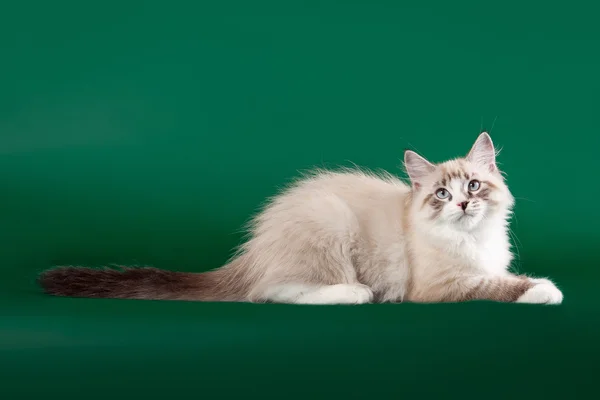 Jonge Siberische kitten op donkere groene achtergrond — Stockfoto