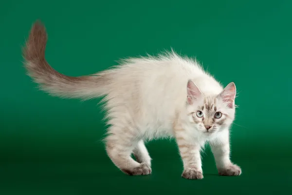 Молодой сибирский котенок на темно-зеленом фоне — стоковое фото