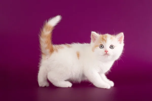 Weinig highland vouw kitten op donkere paarse achtergrond — Stockfoto