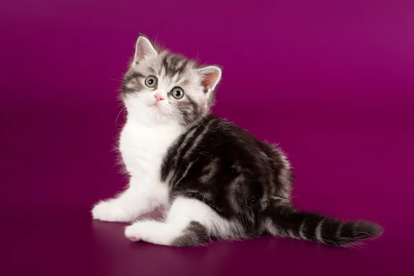 แมวพับเล็ก ๆ บนพื้นหลังสีม่วงเข้ม — ภาพถ่ายสต็อก