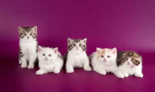 Several highland kittens on dark purple background — Stock Photo, Image