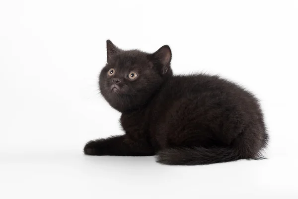 Petit chaton britannique noir sur fond blanc — Photo
