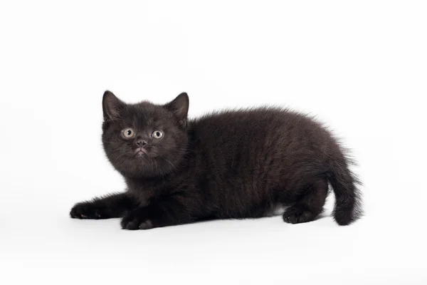 Kleine zwarte Britse kitten op witte achtergrond — Stockfoto