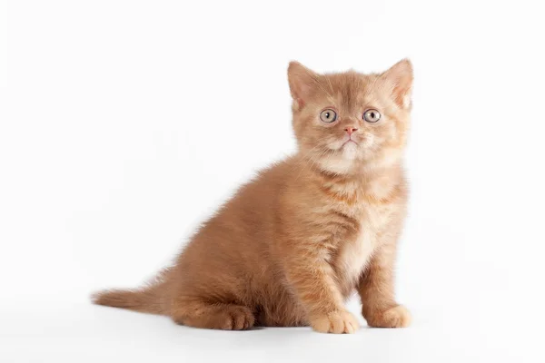 Small sorrel tortie british kitten on white background — Stock Photo, Image