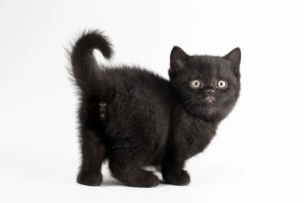 Petit chaton britannique noir sur fond blanc — Photo