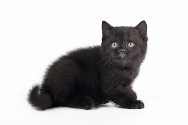 Petit chaton britannique noir sur fond blanc — Photo