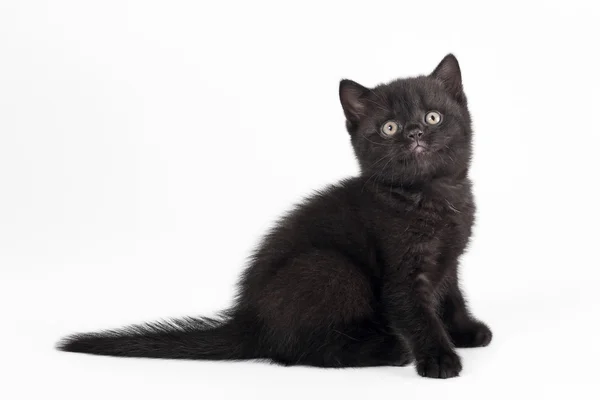Beyaz arka planda küçük siyah İngiliz yavru kedi — Stok fotoğraf