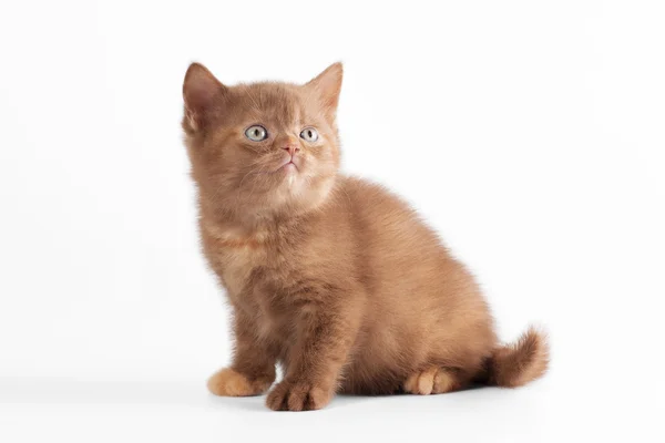 Small sorrel tortie british kitten on white background — Stock Photo, Image