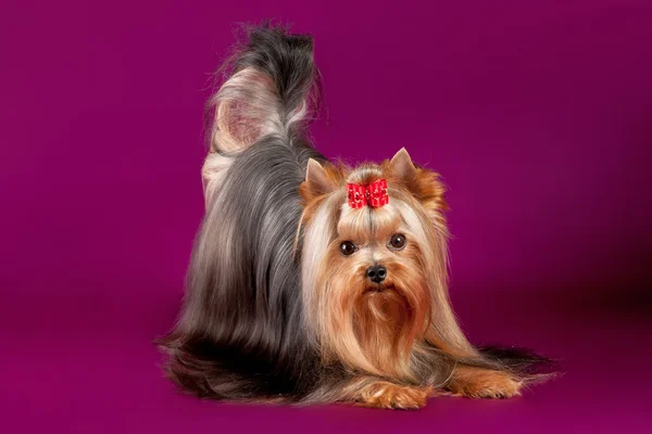 Yorkie op donkere paarse achtergrond — Stockfoto