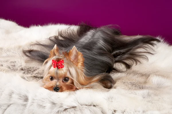 Yorkie na jelení kůže na tmavě fialové pozadí — Stock fotografie