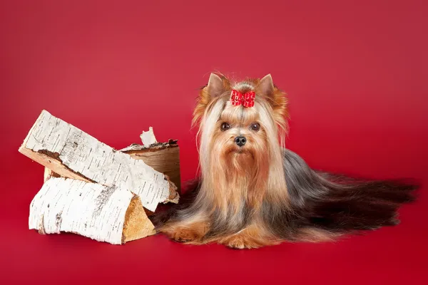 Jovem Yorkie com log no fundo vermelho escuro — Fotografia de Stock