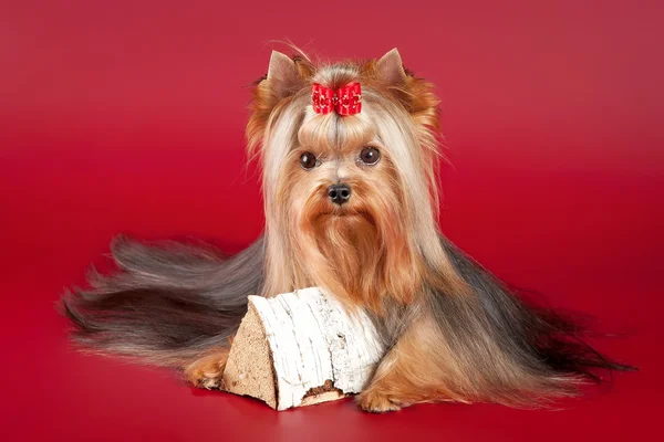 Jeune Yorkie avec bûche sur fond rouge foncé — Photo