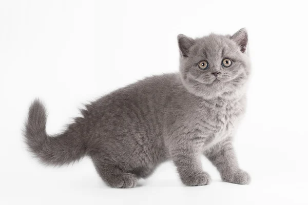 Small blue british kitten on white background — Stock Photo, Image