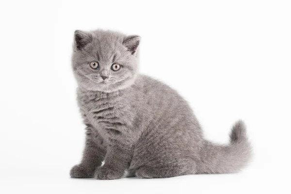 Petit chaton britannique bleu sur fond blanc — Photo