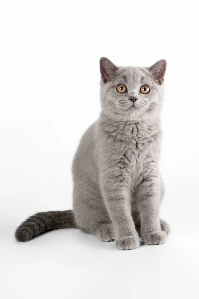 Small blue british kitten on white background — Stock Photo, Image