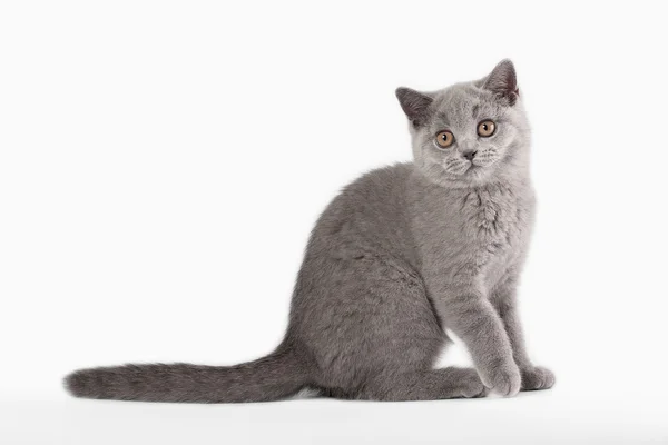 Kleines blaues britisches Kätzchen auf weißem Hintergrund — Stockfoto