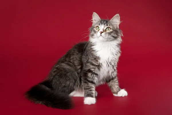 Gatinho siberiano jovem no fundo vermelho escuro — Fotografia de Stock