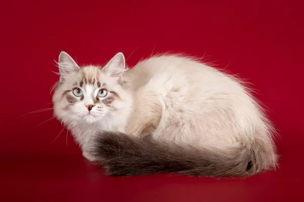 Small sibirian kitten on dark red background — Stock Photo, Image