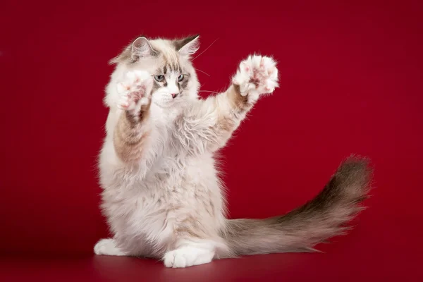 Malé sibirian kotě na tmavě červeném pozadí — Stock fotografie