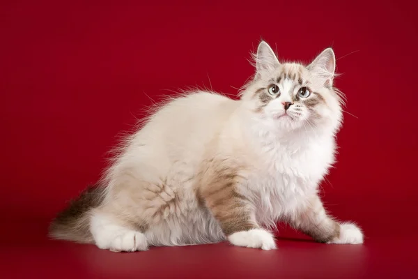 Koyu kırmızı zemin üzerine küçük sibirian yavru kedi — Stok fotoğraf