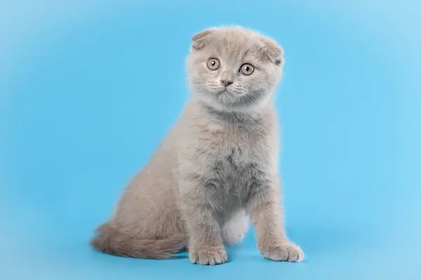 Pequeño gatito británico lila sobre fondo azul claro —  Fotos de Stock